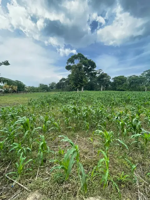 Terreno en venta Tela Atlántida carretera al Aeródromo  — foto 4