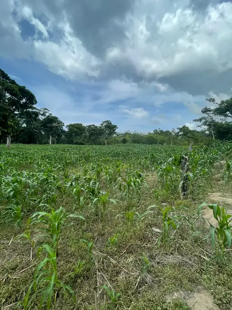 Terreno en venta Tela Atlántida carretera al Aeródromo  — foto 3